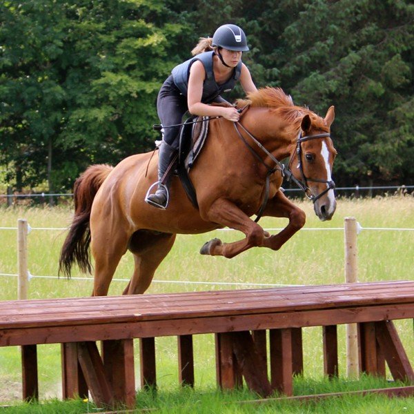 Horse6