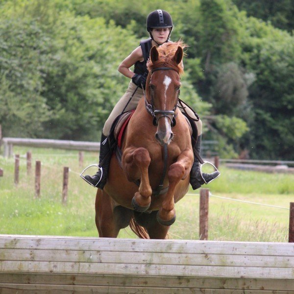 Horse7