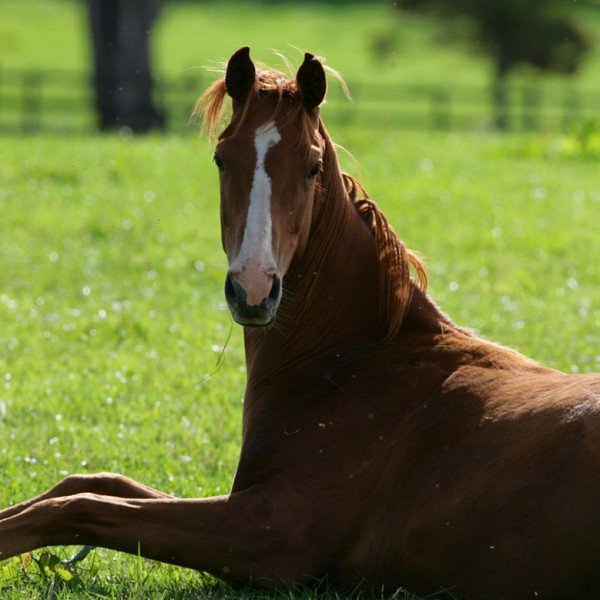 Horses at one with nature