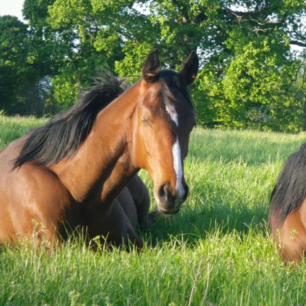Horses at one with nature