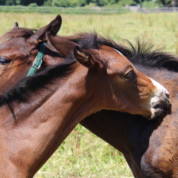 Horses at one with nature